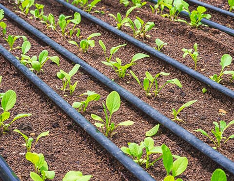 Sistema de irrigação por Gotejamento